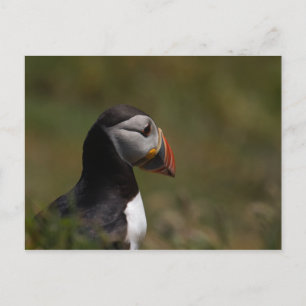 Thinking Puffin Postcard