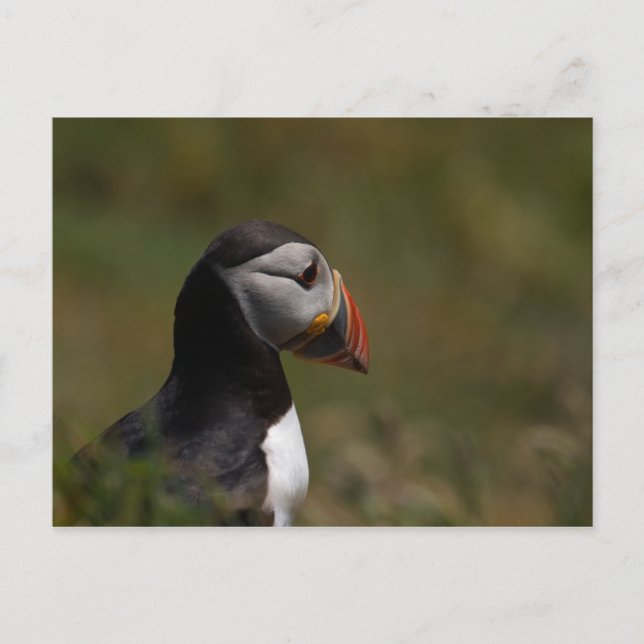 Thinking Puffin Postcard (Front)