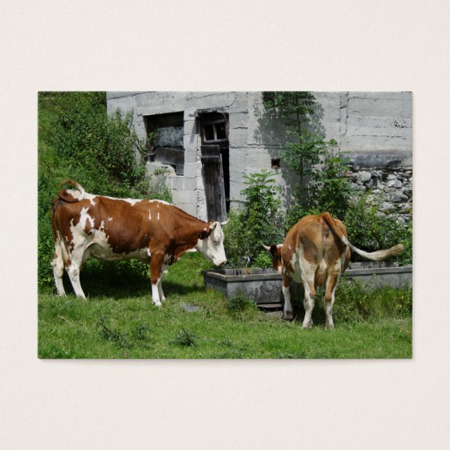 Thirsty Fleckvieh (Front)