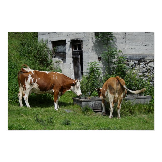 Thirsty Fleckvieh Poster (Front)