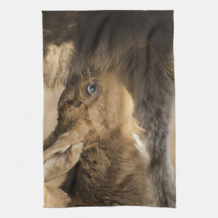 Thirsty Moose Calf Kitchen Towel