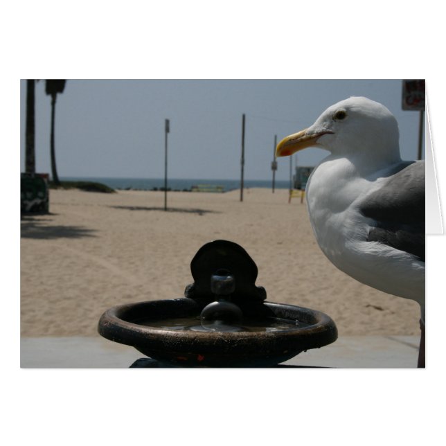 Thirsty Seagull (Front Horizontal)