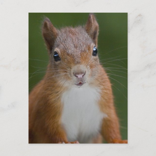 Thirsty Squirrel Postcard (Front)
