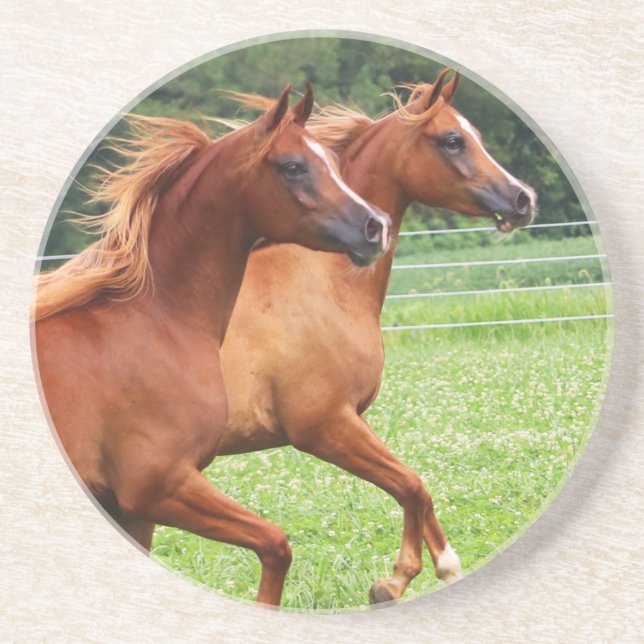 Thirsty Stone Coaster- 1  BOGO Colts Coaster (Front)