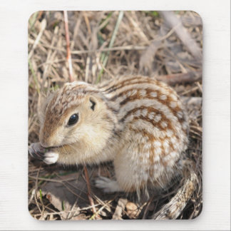 Thirteen Lined Ground squirrel Mouse Pad
