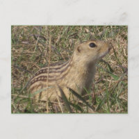Thirteen Lined Ground Squirrel