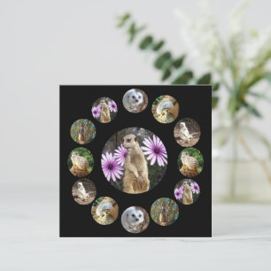 Thirteen Meerkats Surprise, Flat Card