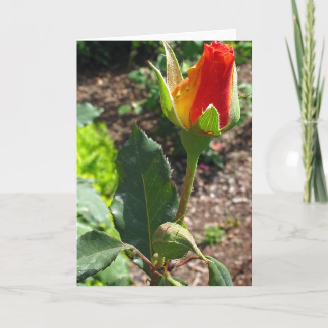 This Bud's For You Holiday Card (Front)