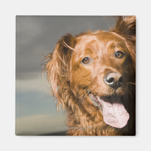 This dog is part golden retriever. magnet