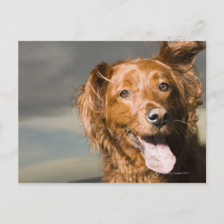 This dog is part golden retriever. postcard