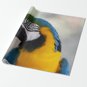 THIS GORGEOUS BIRD WAS FEEDING AT KURANDA BIRD WOR WRAPPING PAPER