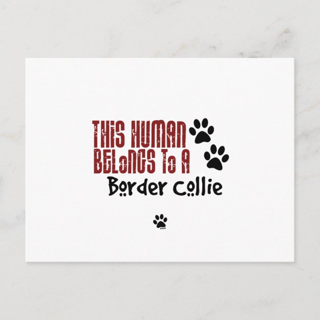 This Human Belongs to a Border Collie Postcard (Front)