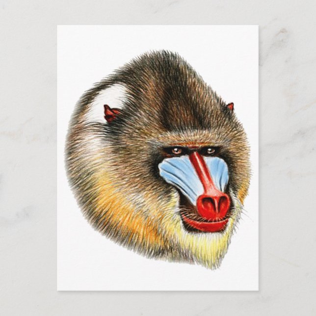 THIS IS MANDRILL POSTCARD (Front)