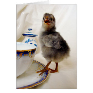 "This is not part of my contract" says the chick