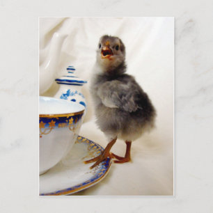 "This is not part of my contract" says the chick Postcard