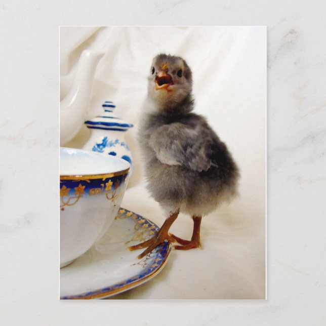 "This is not part of my contract" says the chick Postcard (Front)