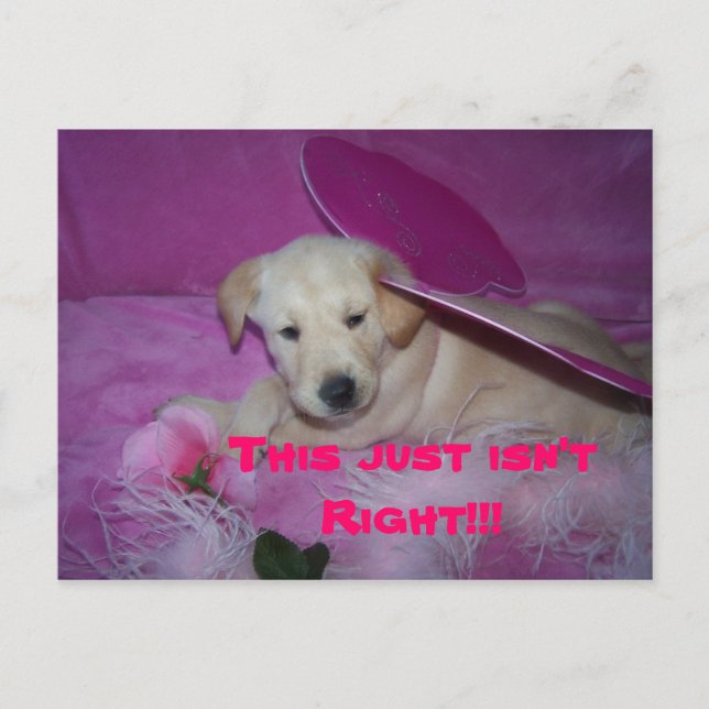 this is so humiliating, This just isn't Right!!! Postcard (Front)