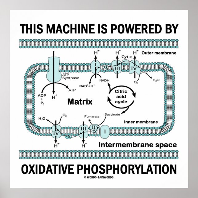 This Machine Powered By Oxidative Phosphorylation Poster (Front)