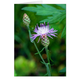 Thistle