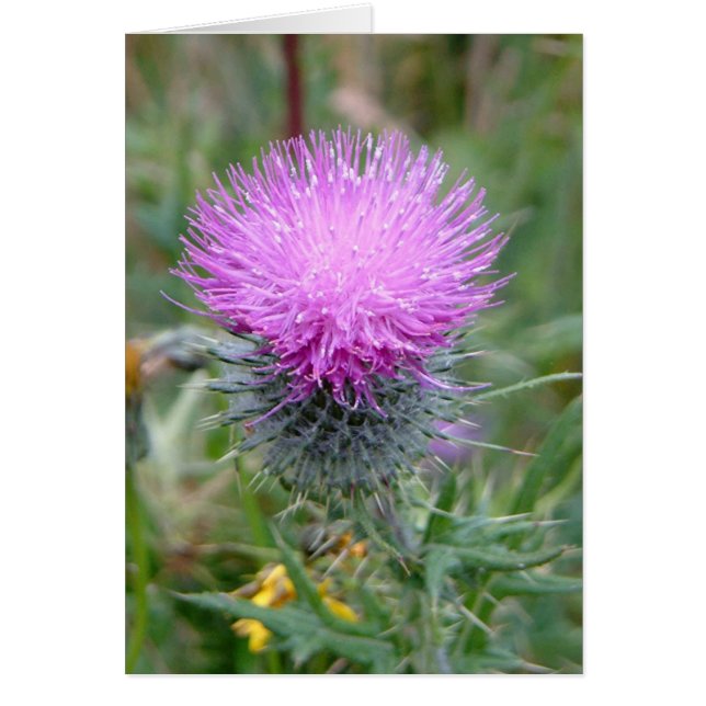 Thistle (Front)
