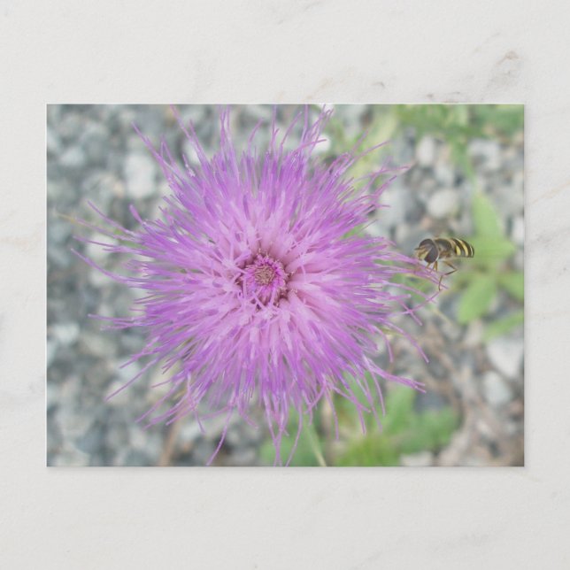 Thistle Blossom & Bee Fly Postcard (Front)