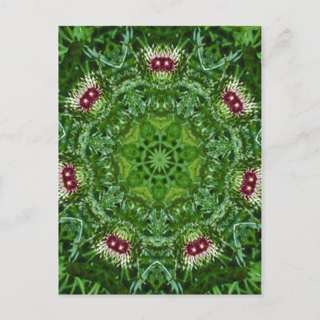 Thistle Buds Postcard (Front)