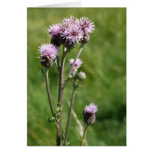 Thistle Card