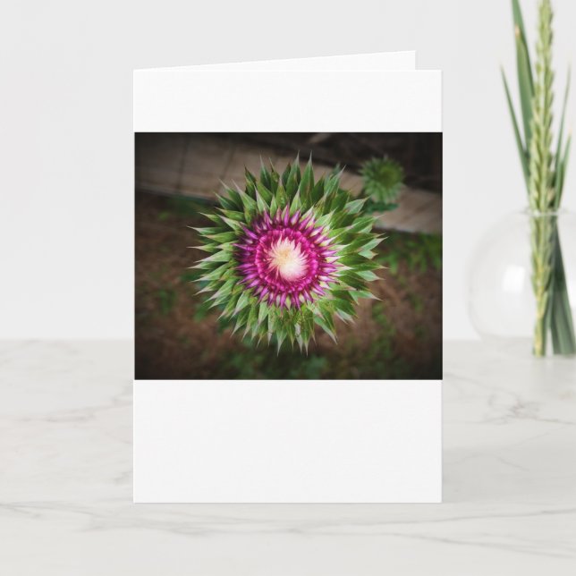 Thistle, card (Front)
