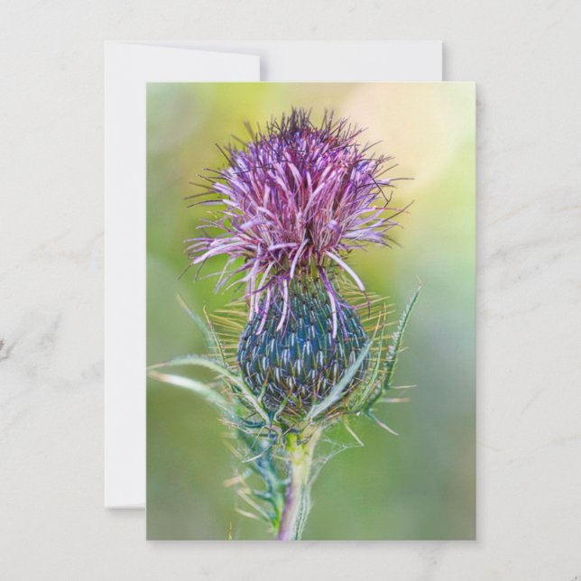 Thistle Flower Card (Front)