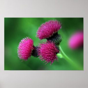Thistle flower Poster
