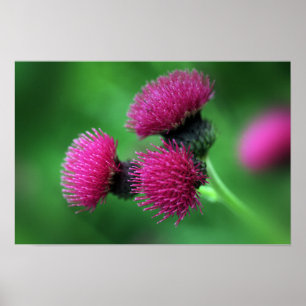 Thistle flower Poster
