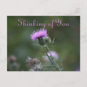 Thistle Flowers Thinking of You Postcard