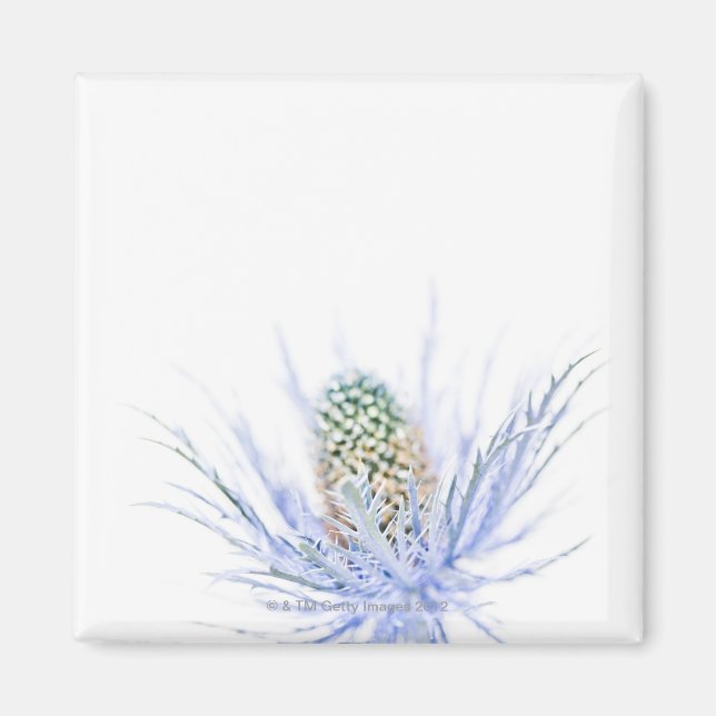 Thistle head in close up magnet (Front)