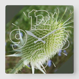 Thistle in the summer sun square wall clock