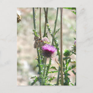 Thistle Love Postcard