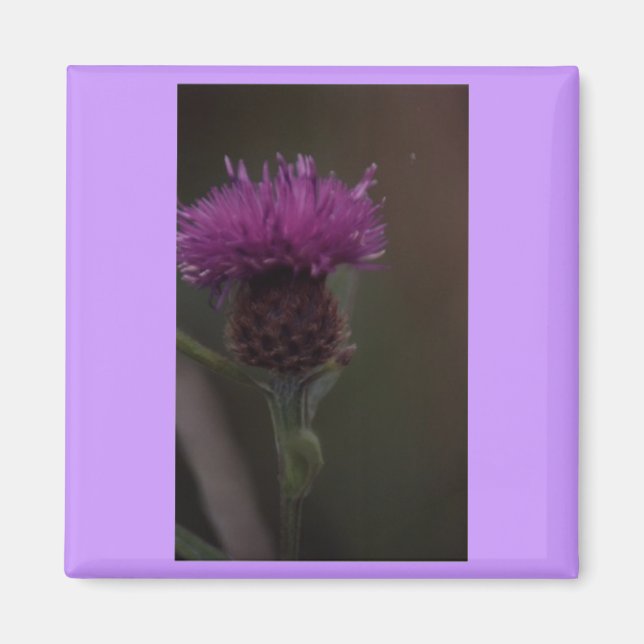 Thistle Magnet (Front)