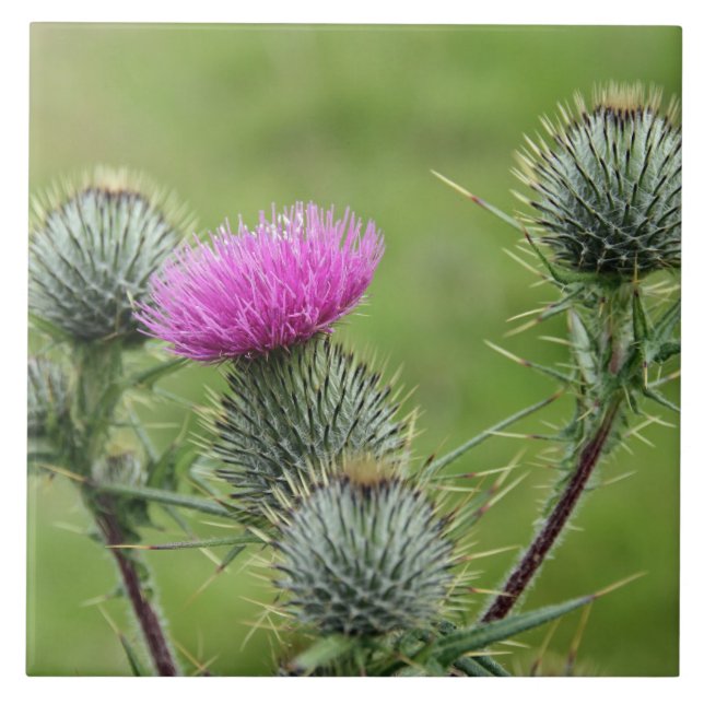 Thistle, national flower of Scotland Tile (Front)