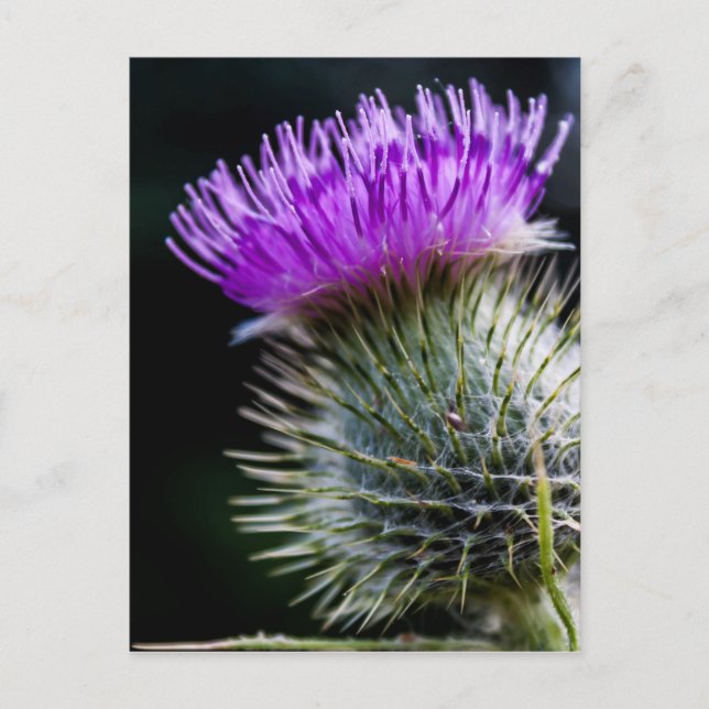 thistle postcard (Front)