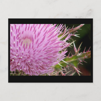 Thistle Postcard