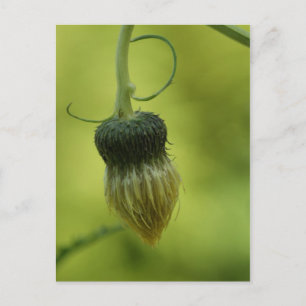 thistle postcard