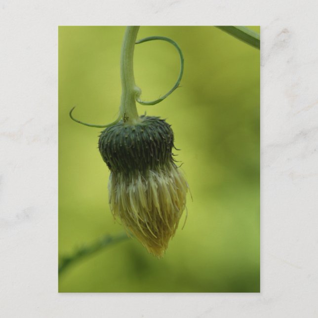 thistle postcard (Front)