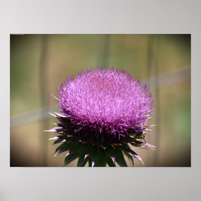 Thistle, Poster (Front)