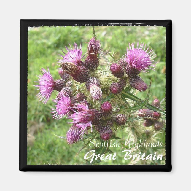 Thistle, Scottish Highlands, UK (Magnet) Magnet (Front)