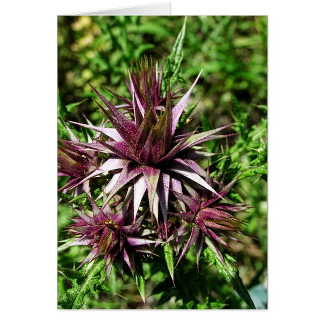 Thistle Sharp Flower Card (Front)