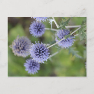 Thistle - Standing Out from the Crowd Postcard