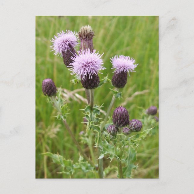 Thistles Postcard (Front)