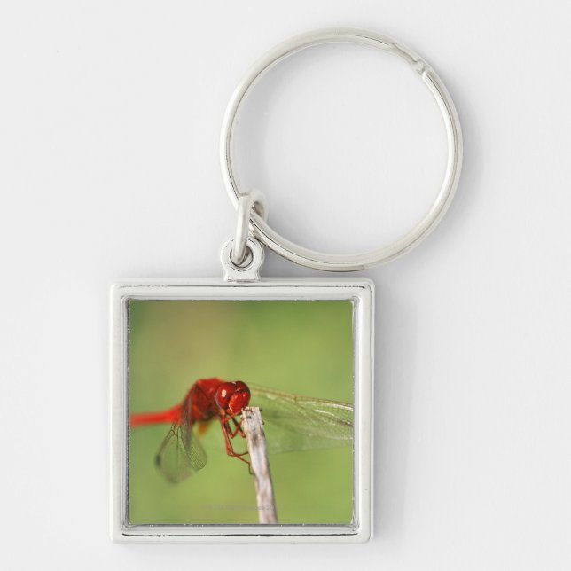 Thomas Baines Nature Reserve, Eastern Cape Key Ring (Front)