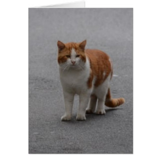 Thomas Ginger And White Cat