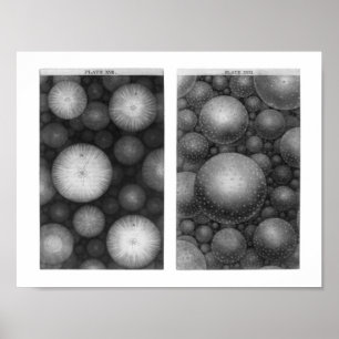 Thomas Wright's Universe Poster