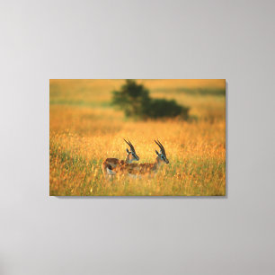 Thomson's Gazelle (Gazella Thomsonii) At Dawn Canvas Print